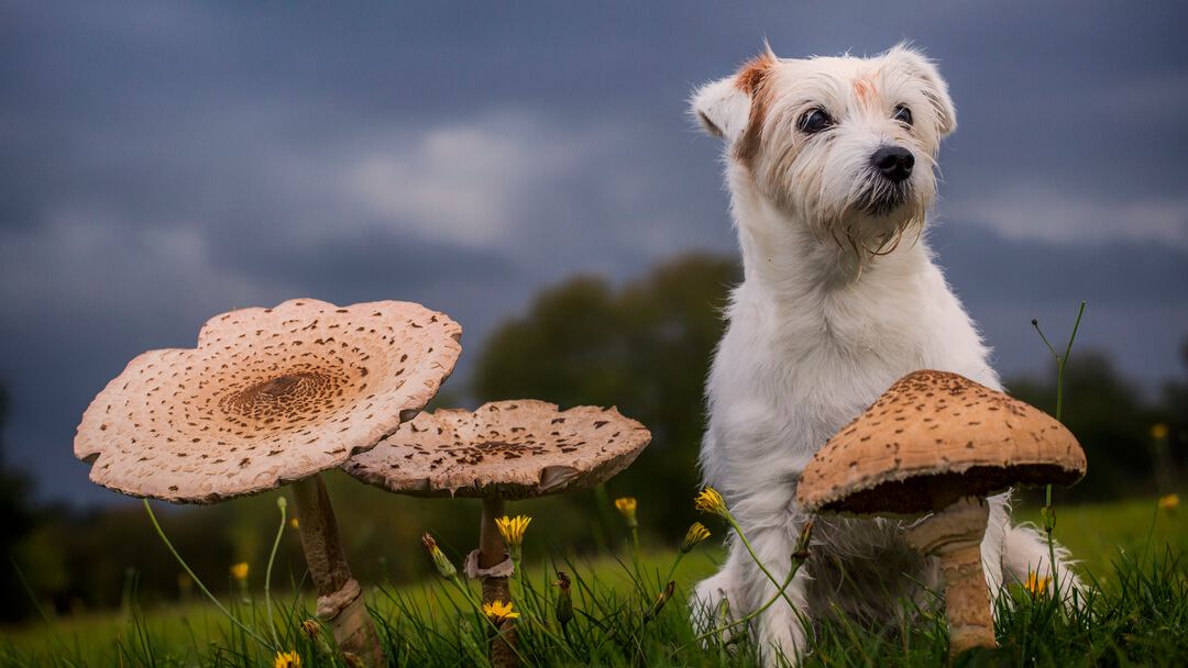 Is mushrooms bad outlet for dogs